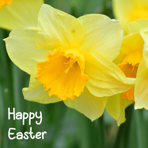 easter daffs